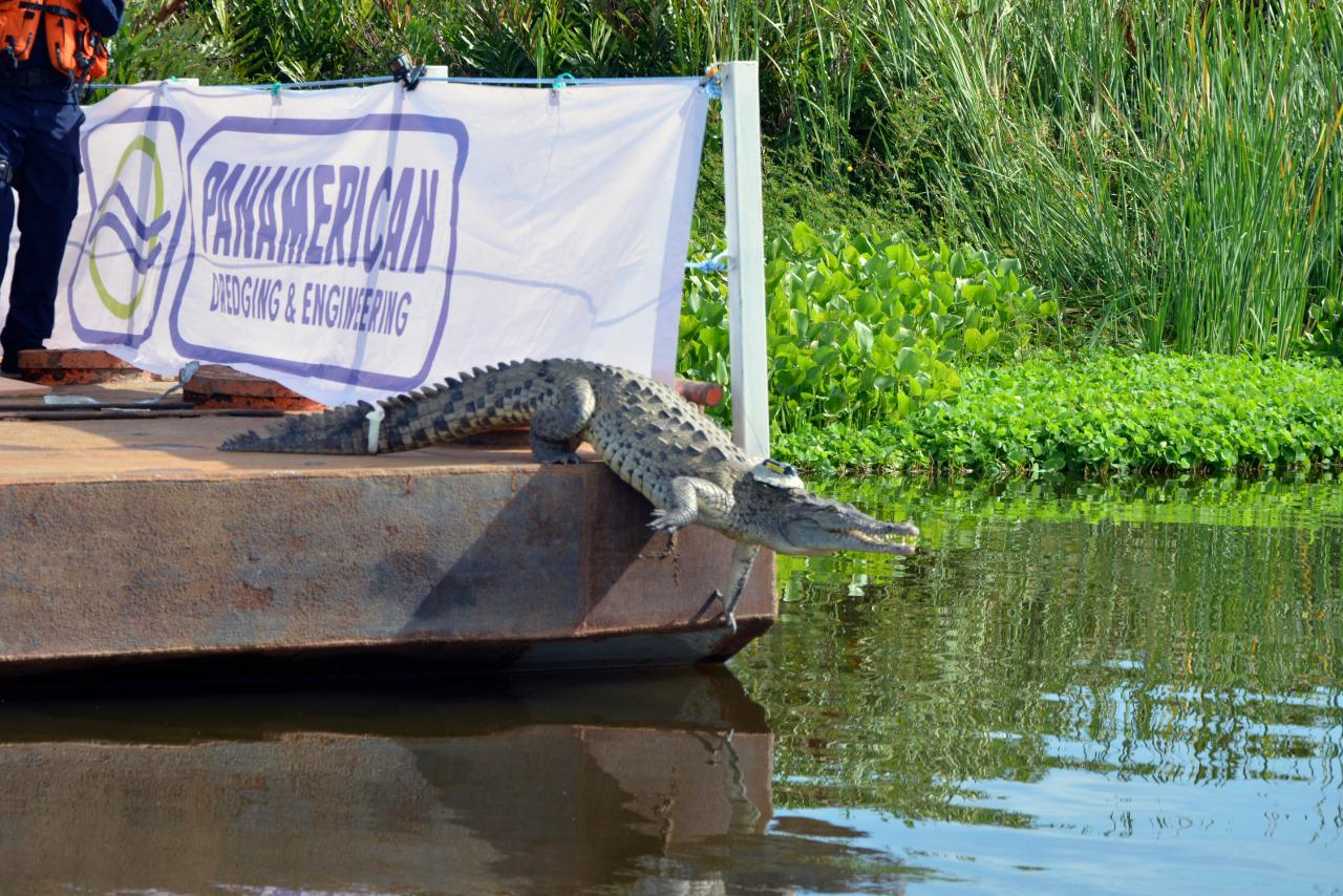 Caiman aguja montado en un planchon a punto de saltar a la cienaga grande momento de su liberacion